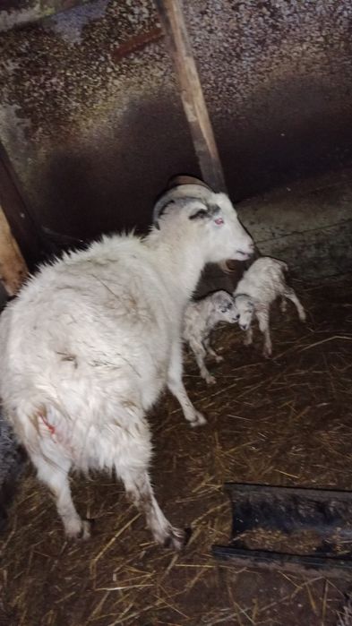 Продам козье молоко.