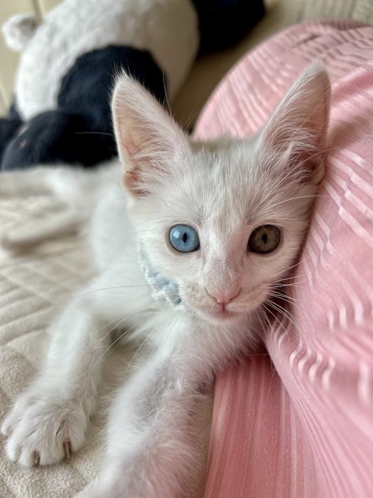 Котенок 2,5 месяца