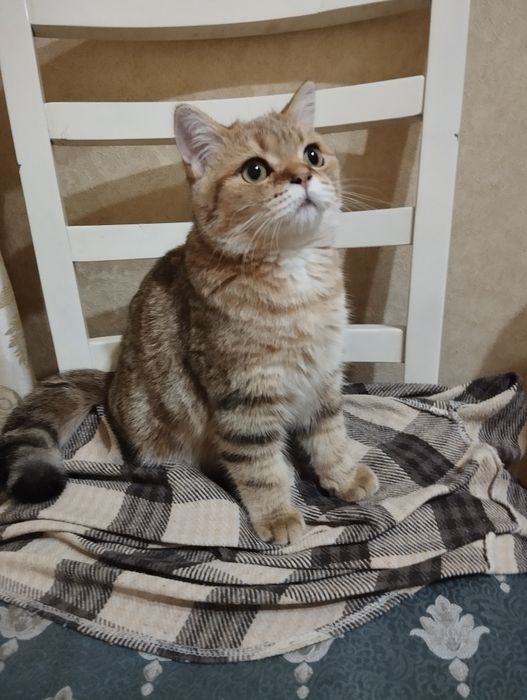 Продается котенок