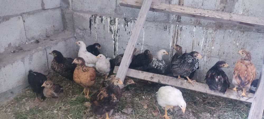 Продам домашних цыплят
