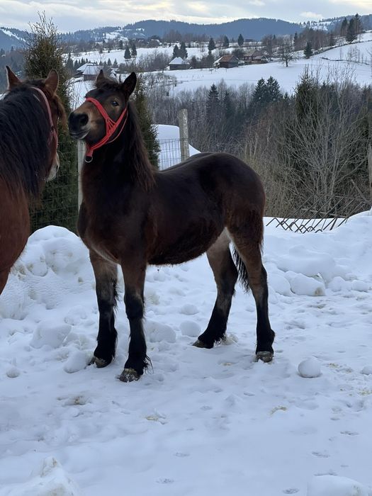 Vând mânză de 8 luni