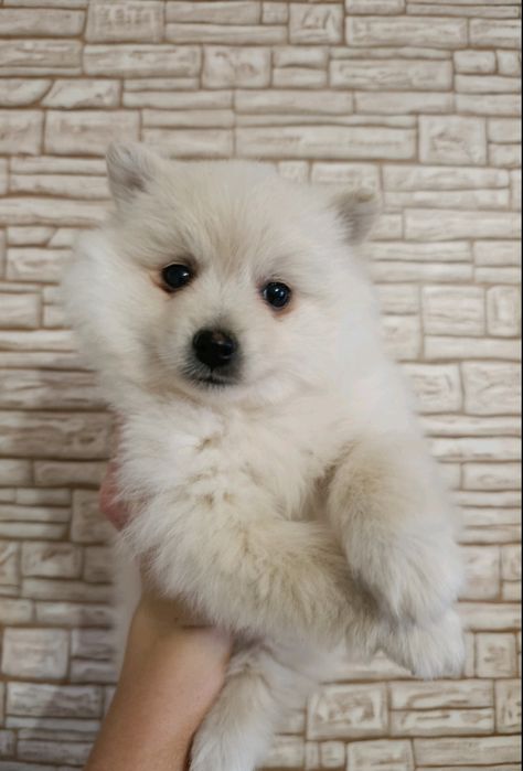 Среден немски шпиц