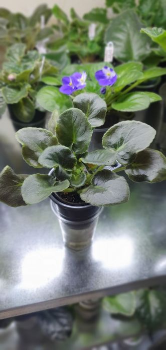 Продам сортовые фиалки