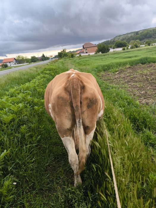 vând vacă balțată Românească