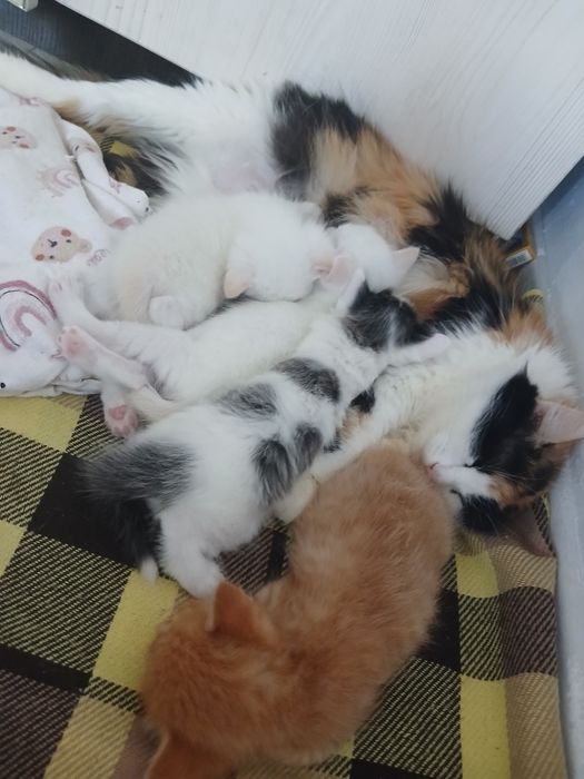 Отдам котят в хорошие руки