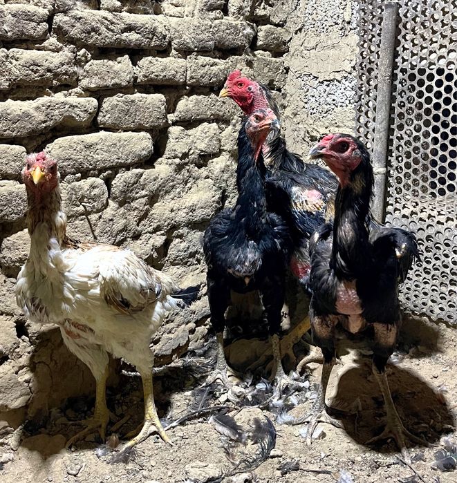 Yosh porno komikslar