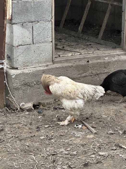 продам петухов кораз
