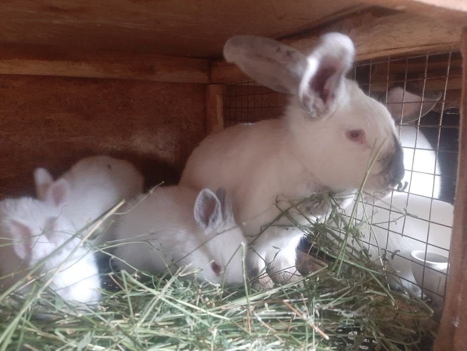 Маленькие кролики