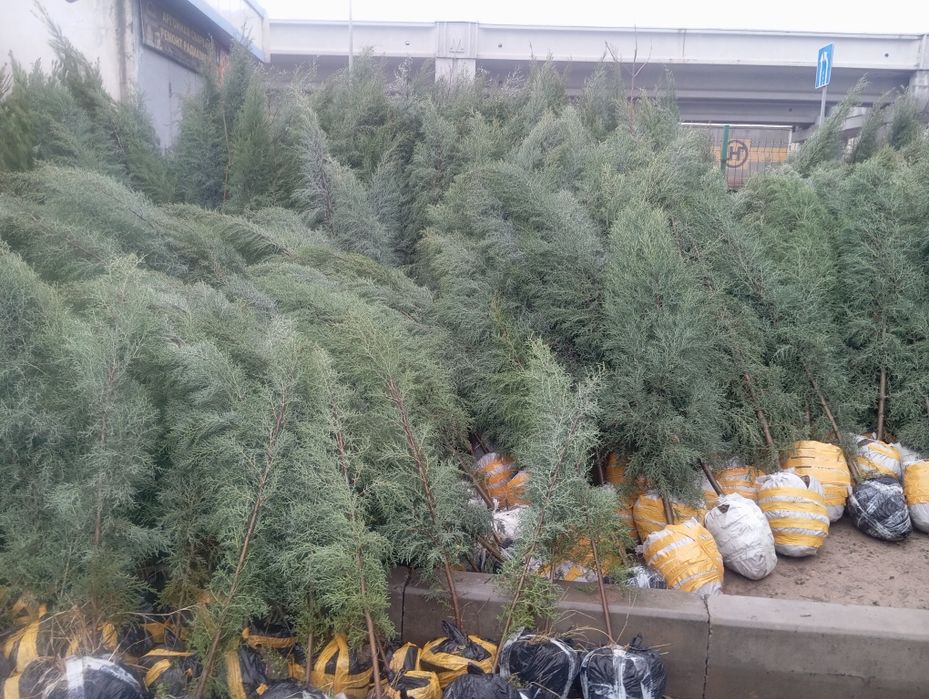 Продаётся голубой гепарис