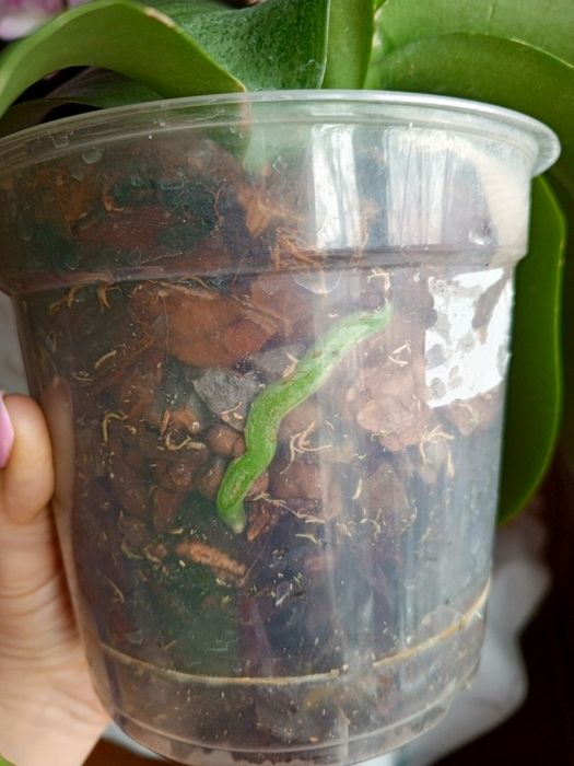 Цветущая орхидея Джиллиан