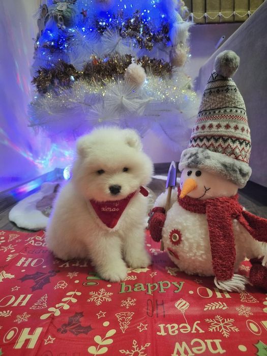 Бебета самоед с FCI родословия