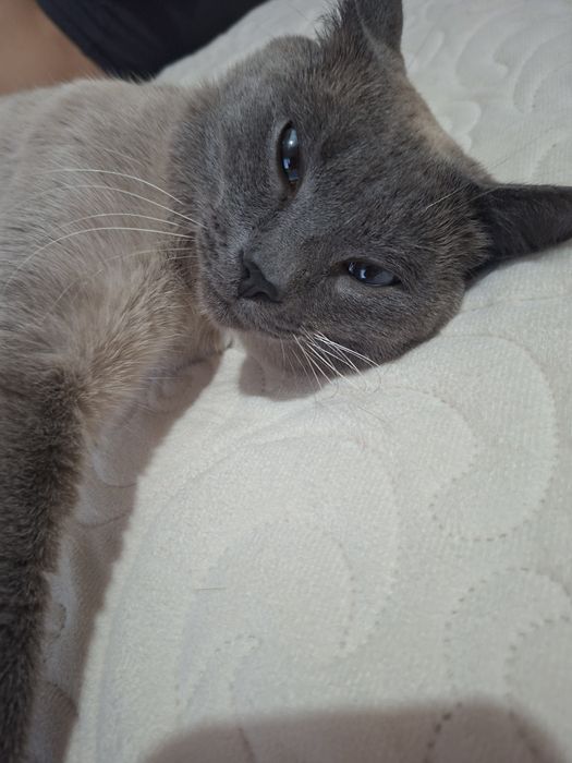 Кот ищет кошку для вязки