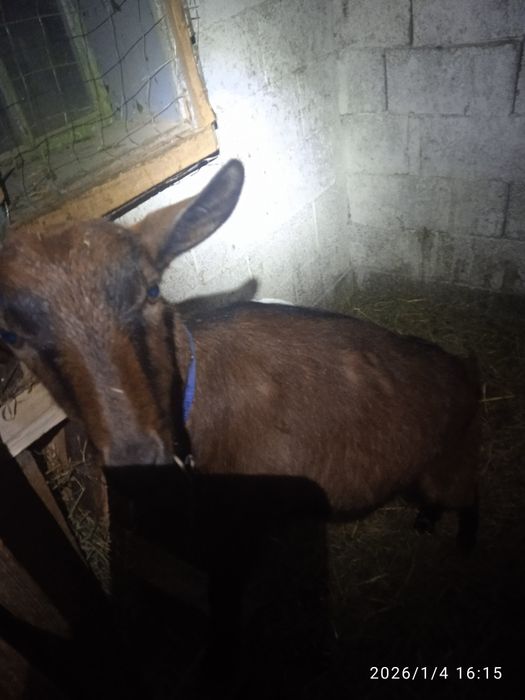 capră alpină franceză prima fătare