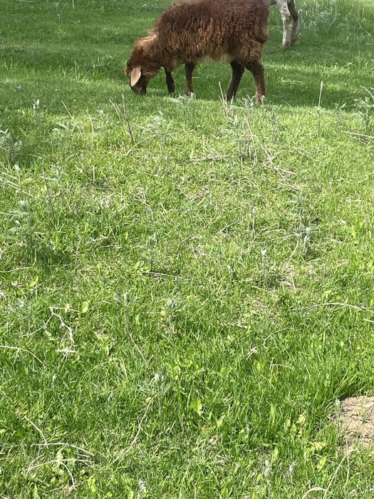 Бараны кочкорики