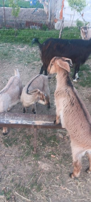 Vând iede cu vîrsta de 2 luni