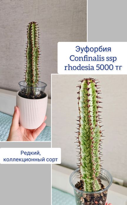 Эпипремнум церопегия комнатные цветы