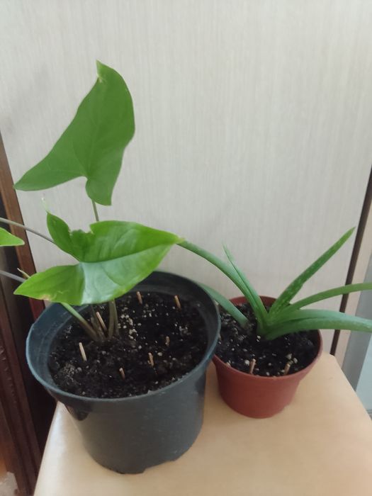 Продам комнатные цветы