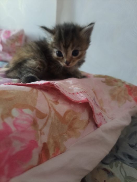 Котята 2 месяца бесплатно