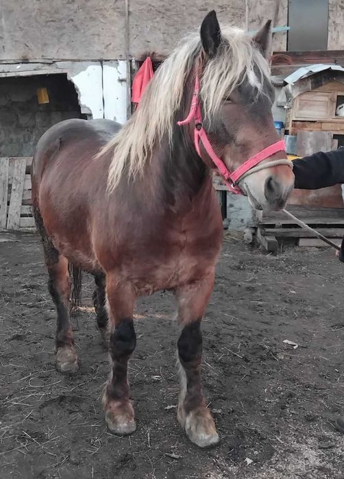 De vanzare manz de doi ani