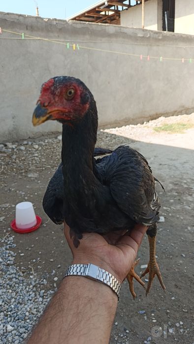Joʻjalar sotiladi