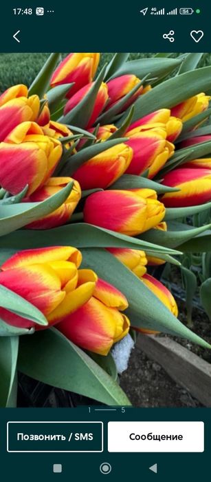 Луковицы тюльпана