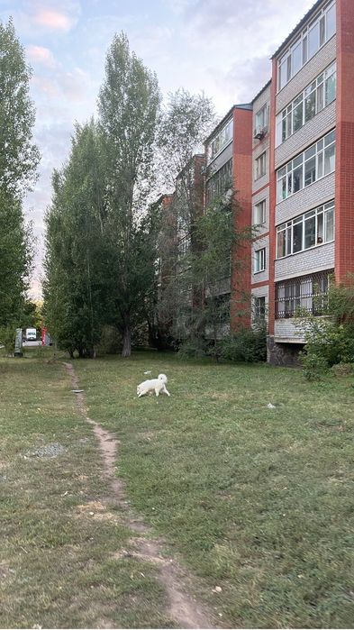 Щенок самоед продам