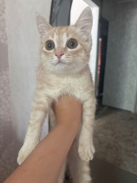 Мысық 4 айлық лотоққа барады