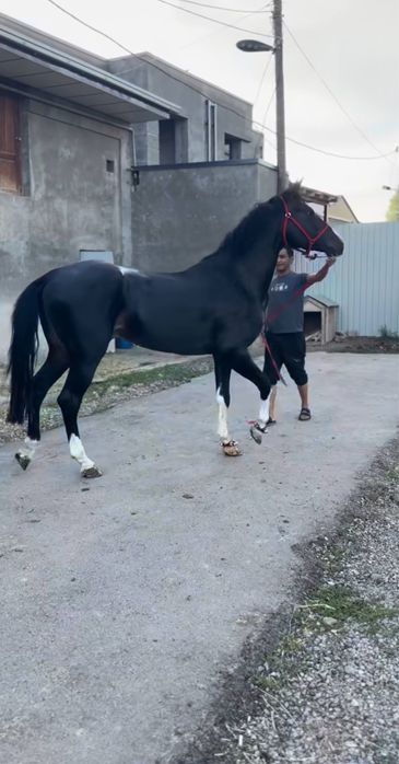 Ot sotiladi 2500