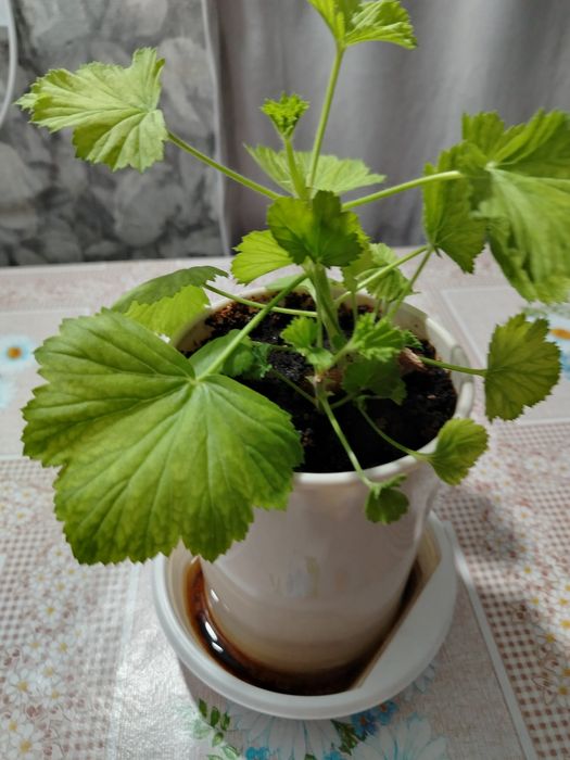 Продам комнатные цветы.