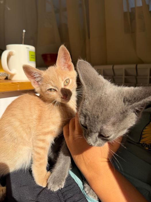 Подарявам две котета