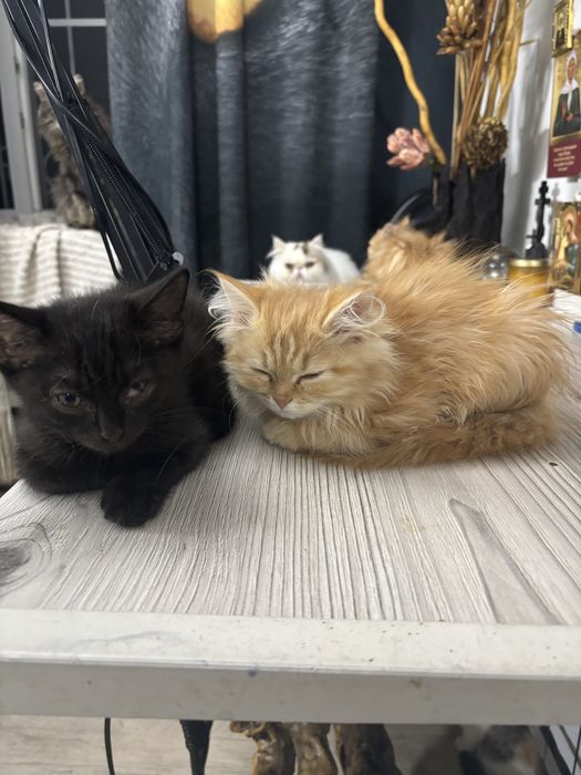 Отдам котят в надежные руки