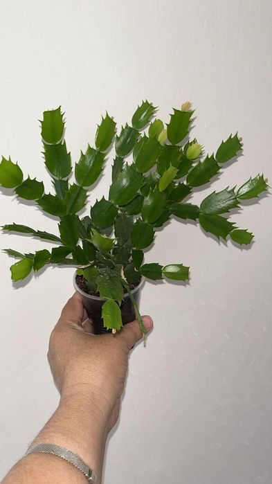 Цветочки разные по доступной цене