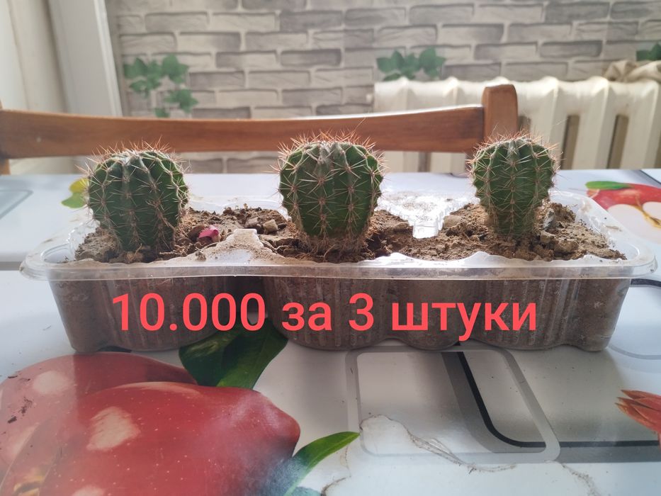 Срочно продам кактусы эхинопсис