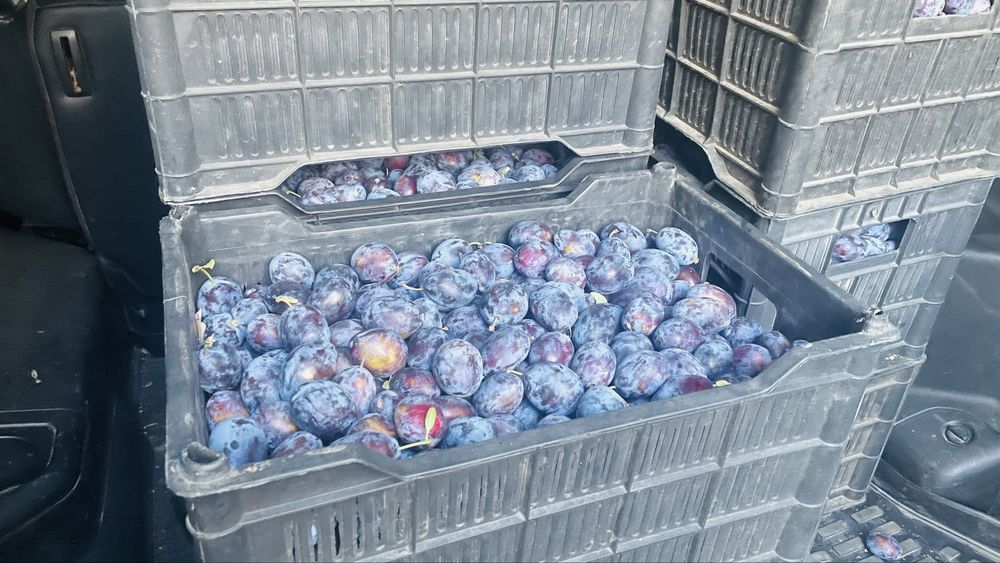 продам сливый очень вкусные