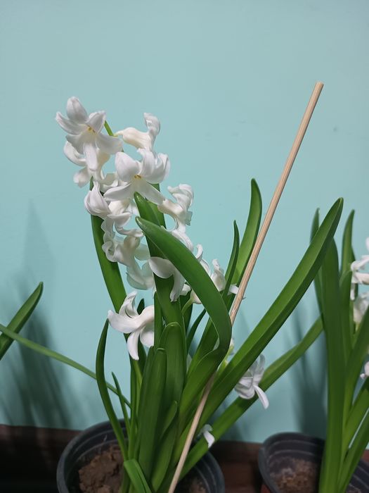 Гиацинты разных цветов