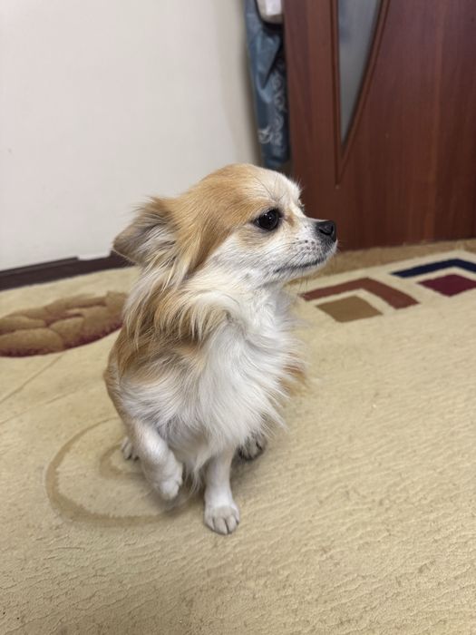 Вязка чихуахуа