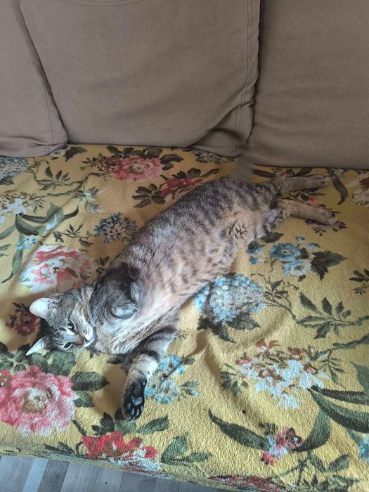 Коте ,което си търси дом