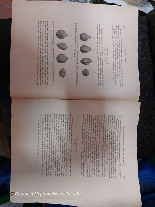 Палеонтология 1902 год