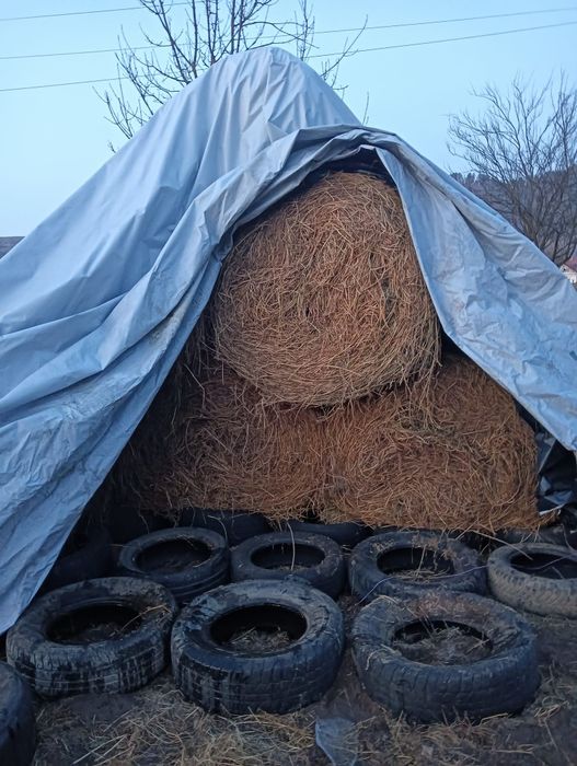 Baloți Lucernă de vânzare