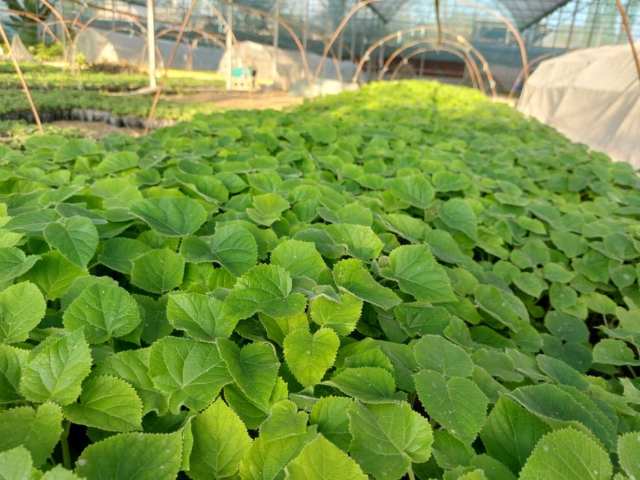 Павловния бор ФТЕ ва М1