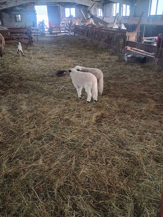 Vând 10 oi ,6 îs fătate