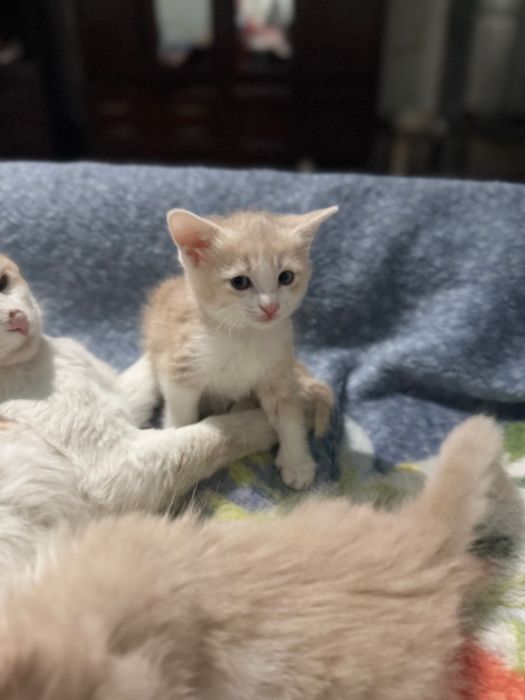 Отдам в добрые руки.