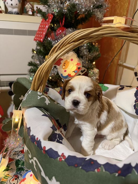 Кавалер Кинг Чарлз Шпаньол