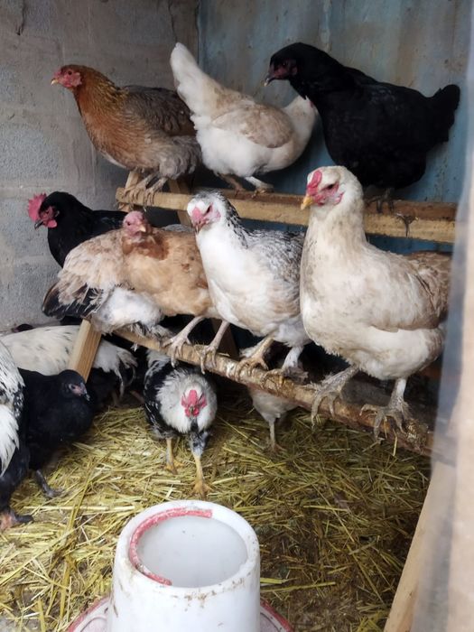 Продам куры домашние