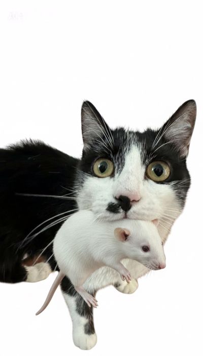 Котик мальчик ұл мысық