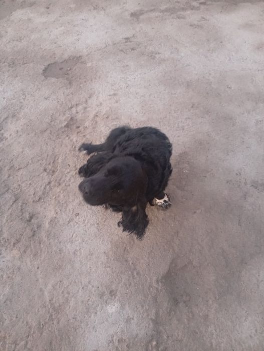 It sotiladi ovchi it