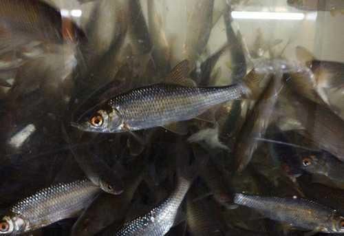 Живец чебак 80тг