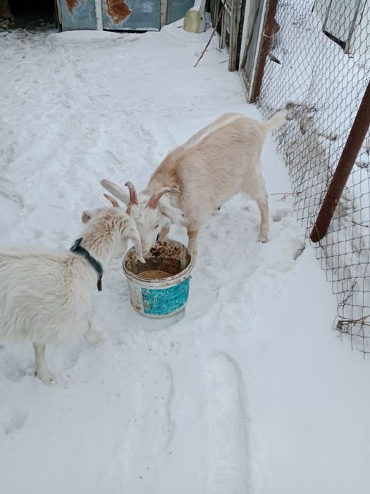 Сельхоз животные