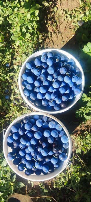 Продам свежую дачную сливк