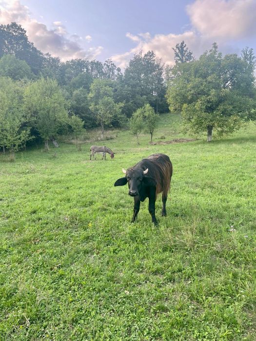 Bivol de 1 an și 8 luni.